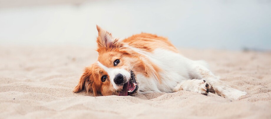 ein glücklicher Hund am Strand